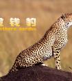 金钱豹是几级保护动物（中国金钱豹有