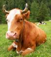 养牛补贴政策2022最新标准（农村养殖