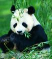 中国珍稀动物第一名（大熊猫属于濒危