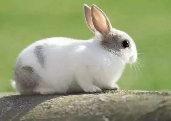 兔子几个月大就可以繁殖小兔子，兔子一年能繁殖几窝