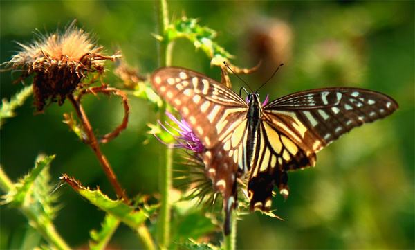 蝴蝶对大自然的作用，蝴蝶对大自然有什么作用