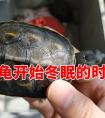 乌龟冬眠到几月份结束（乌龟几月份就