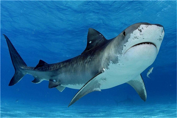  鲨鱼的天敌是什么，能打败鲨鱼的海洋动物