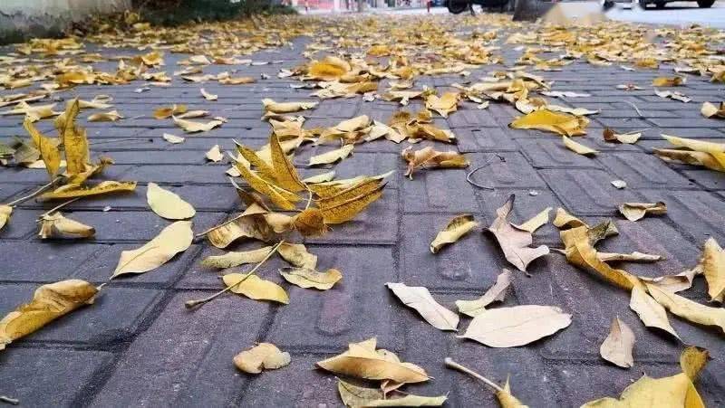 残枝落叶不属于厨余垃圾吗,残枝落叶是什么垃圾