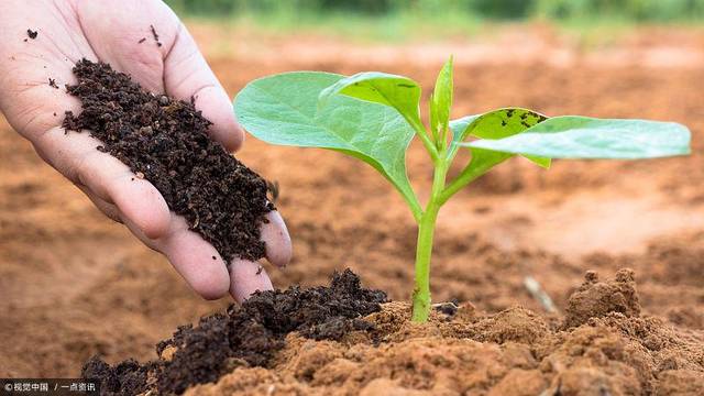 钾肥对植物的作用，钾肥对花卉的作用及功能