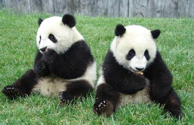 大熊猫的外形特点（大熊猫的外形特征