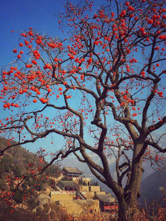 庭院十大吉祥树排名,庭院栽什么树最旺宅 