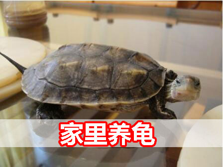 养乌龟是聚财还是破财（养乌龟对人的