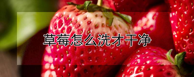草莓怎么洗才干净，草莓清洗的最佳方法 