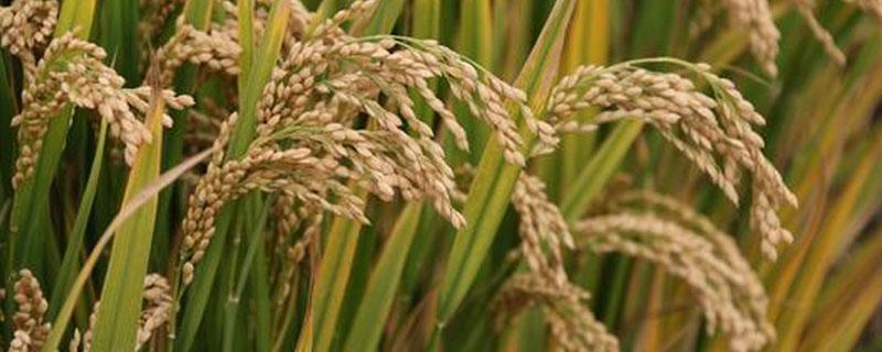 世界上最早种植水稻的国家是哪里（水