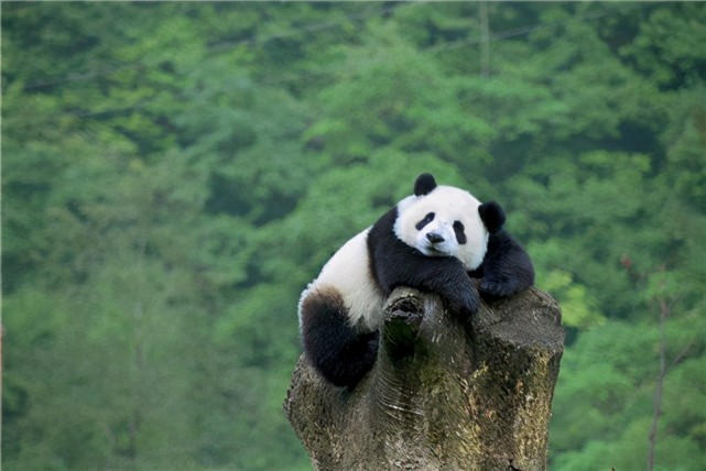 熊猫有几条腿的动物，大熊猫有多少条腿 