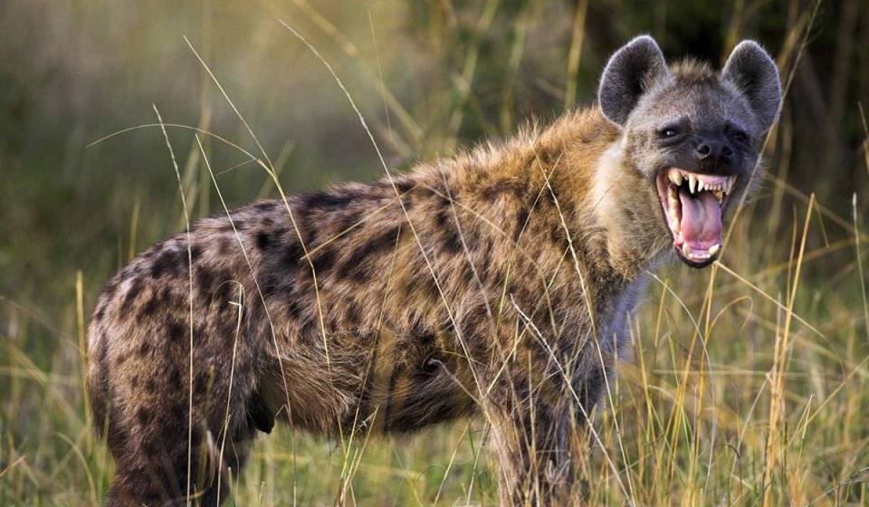 鬣狗怎么读，鬣狗是什么科动物 
