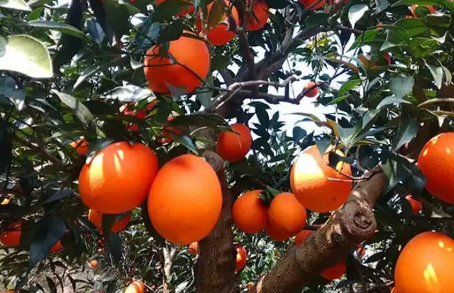 橘子丰收是什么季节，橘子成熟的季节是几月 