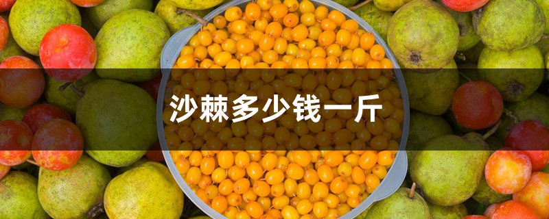 沙棘的价格是多少，沙棘一般多少钱一斤 
