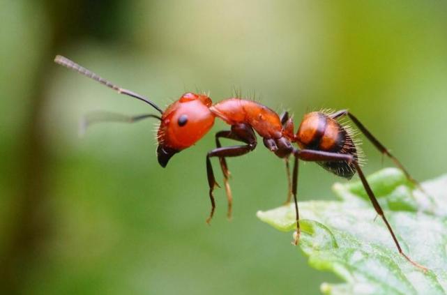 红蚂蚁怕什么（红蚂蚁的克星是什么）