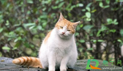 被猫咬千万不要打狂犬疫苗真的吗3