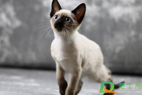 被猫咬千万不要打狂犬疫苗真的吗1