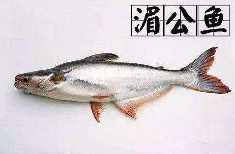 湄公鱼是什么鱼，湄公鱼吃了对身体有害吗 