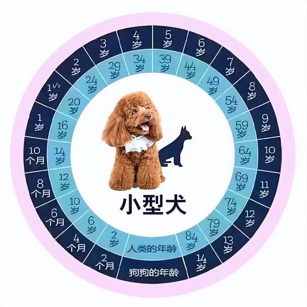 狗一岁相当于人的几岁，狗狗年龄和人的年龄表 
