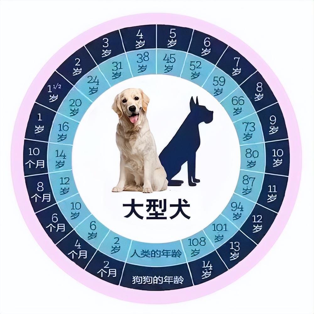 狗一岁相当于人的几岁，狗狗年龄和人的年龄表 