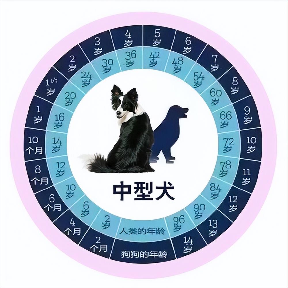 狗一岁相当于人的几岁，狗狗年龄和人的年龄表 