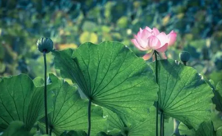 2023年三伏天从几月几号开始到几号结束1