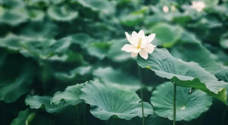 2023年三伏天从几月几号开始到几号结束3