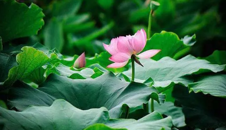 2023年三伏天从几月几号开始到几号结束2