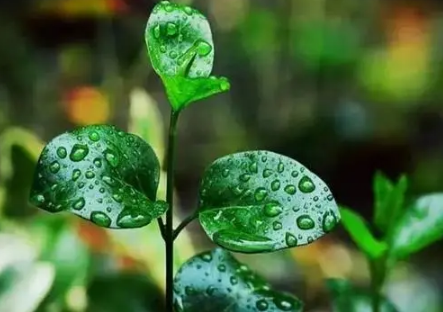 2023年长江中下游梅雨季节是几月份1
