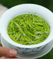 信阳毛尖是绿茶吗