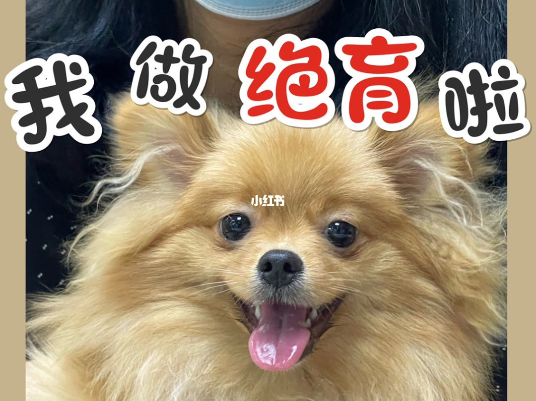 小母狗绝育手术大概需要多少费用