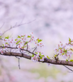 武汉樱花在哪个大学