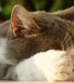 猫咪睡在头顶上是什么意思