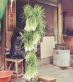 过年门口放葱是什么意思