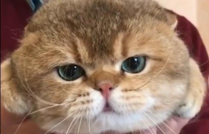 大脸盘子猫是什么品种3