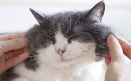 大脸盘子猫是什么品种1