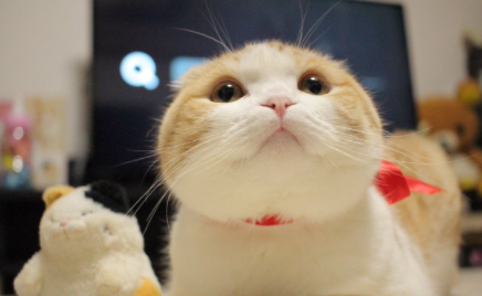 大脸盘子猫是什么品种2