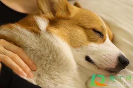 柯基睡觉打呼是生病吗1