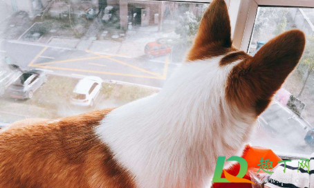 柯基睡觉打呼是生病吗4