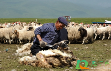 羊毛用什么洗去膻味2