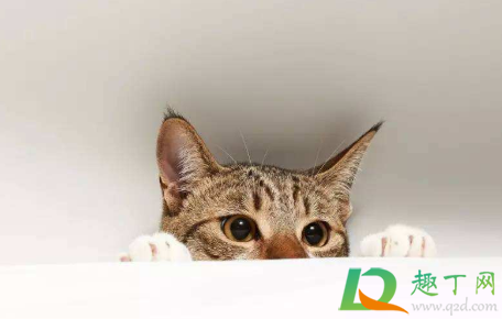 猫咪胆小敏感怎么办2